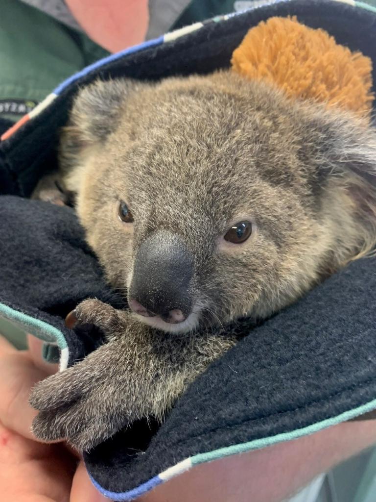 Saving the iconic #koala: A life-saving jab to prevent deadly chlamydia in our furry friends is being trialled by @QUT researchers and Currumbin Wildlife Sanctuary bit.ly/3Qe52ZB #QUTResearch #QUTHealth #QUTRealFocus @CWSlive @QUT_CIIC @savethekoala