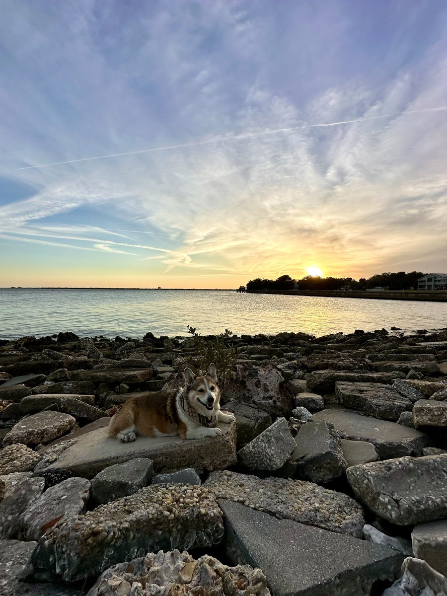 Thankful for Florida sunsets.

#sundaysunset #corgi