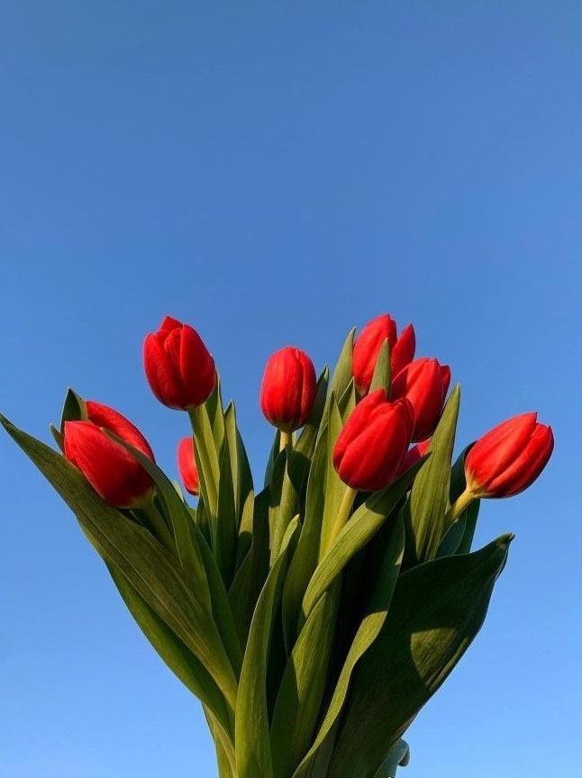 Exulansista's tweet photo. red tulips or red roses? https://t.co/2oX57ylzi0