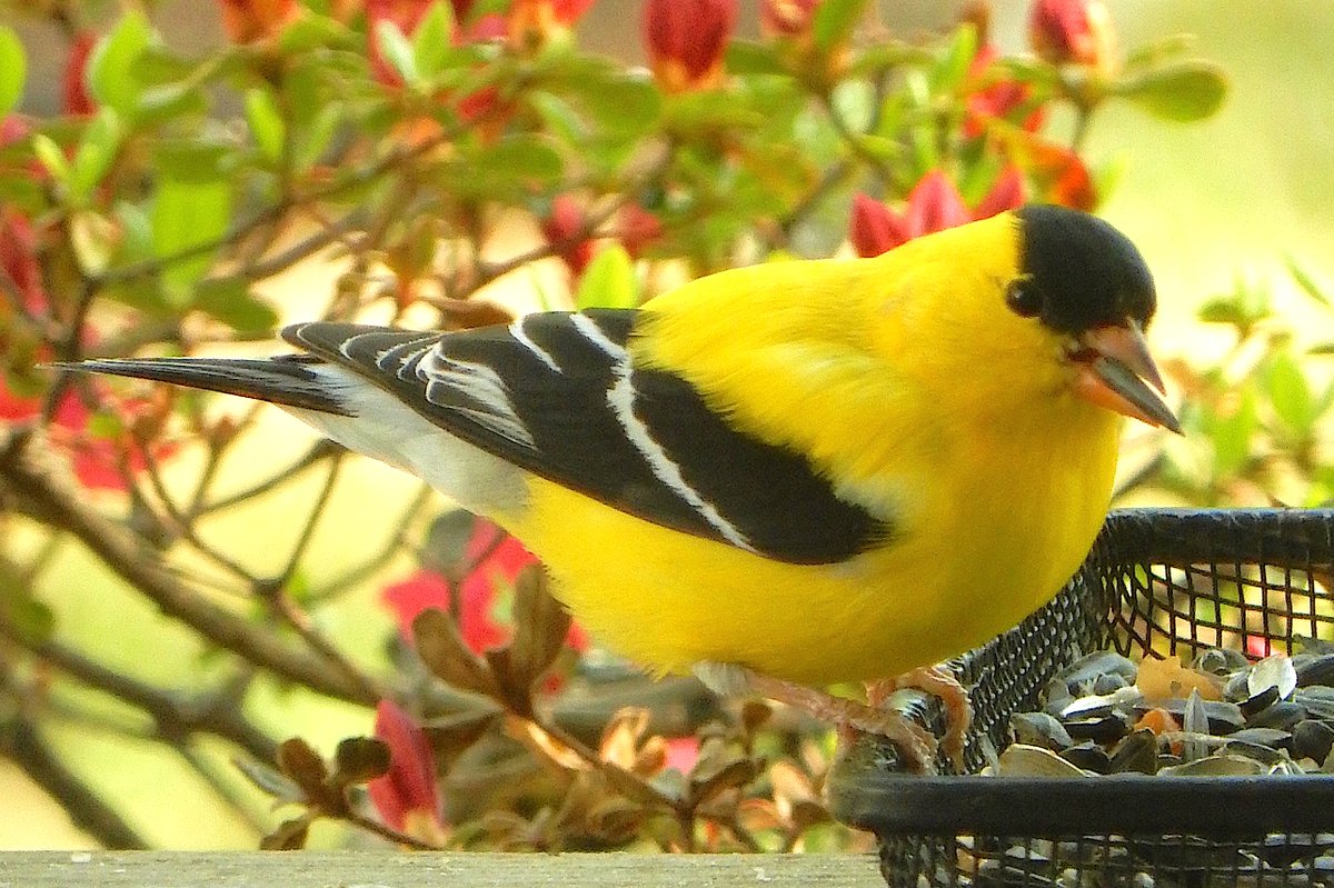 American Goldfinch #BirdsOfTwitter #goldfinch