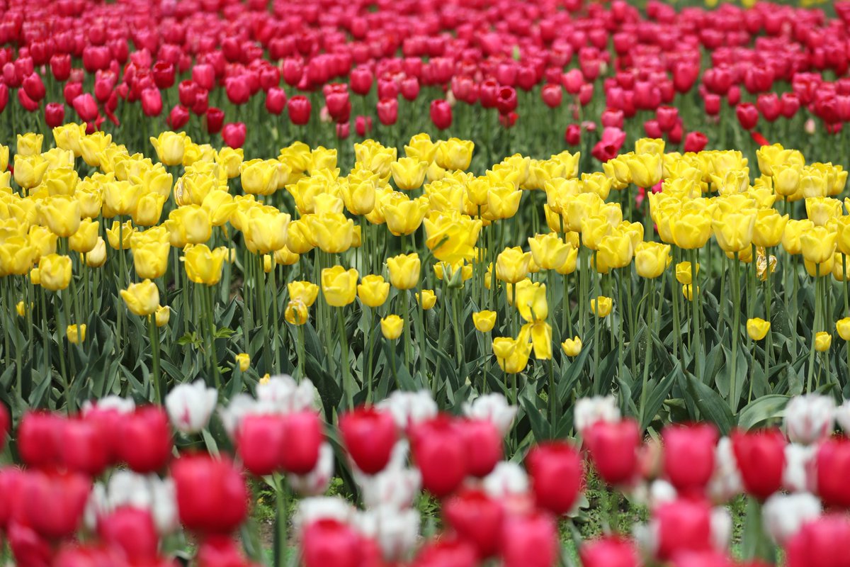 TongzhouNantong's tweet photo. Let's step into the #FlowerTown of Jinsha Street in #Tongzhou today and enjoy the natural beauty of spring together. Let our souls bathe in the fragrant blossoms, dance with nature, and celebrate this wonderful day dedicated to our planet. #LivableTongzhou #WorldEarthDay2024 https://t.co/Wojha8U4GZ
