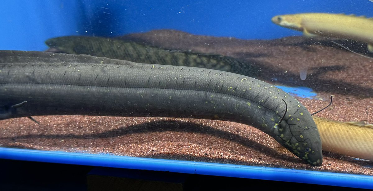 South American lungfish ☺️