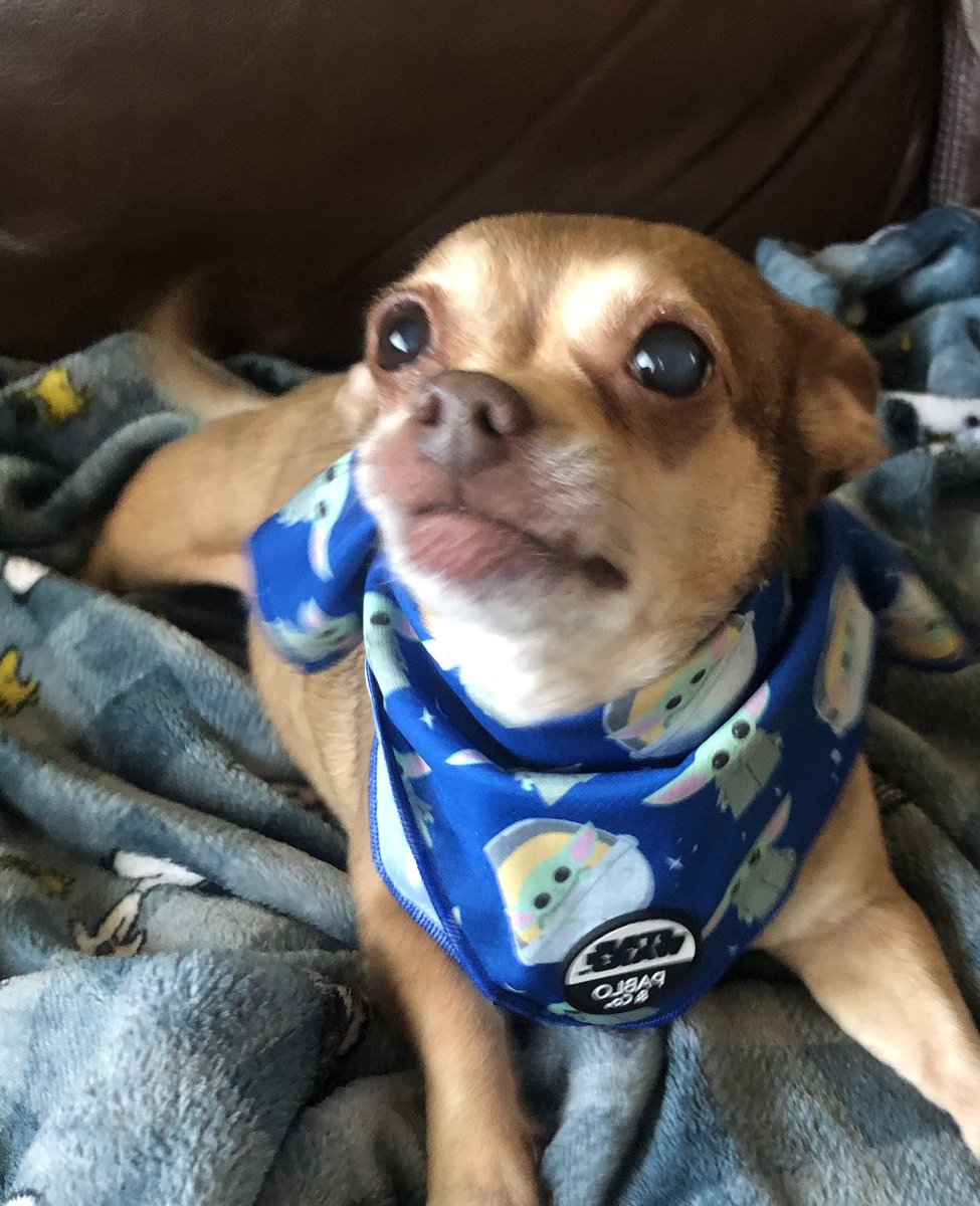 Please go over and wish Tinkerbell @Pomchi_Puppy a Happy 6th birthday. I’m wearing this bandana in honor of her special day. #Dog #Dogs #Birthday #StarWars #today #Tinkerbell #ZSHQ