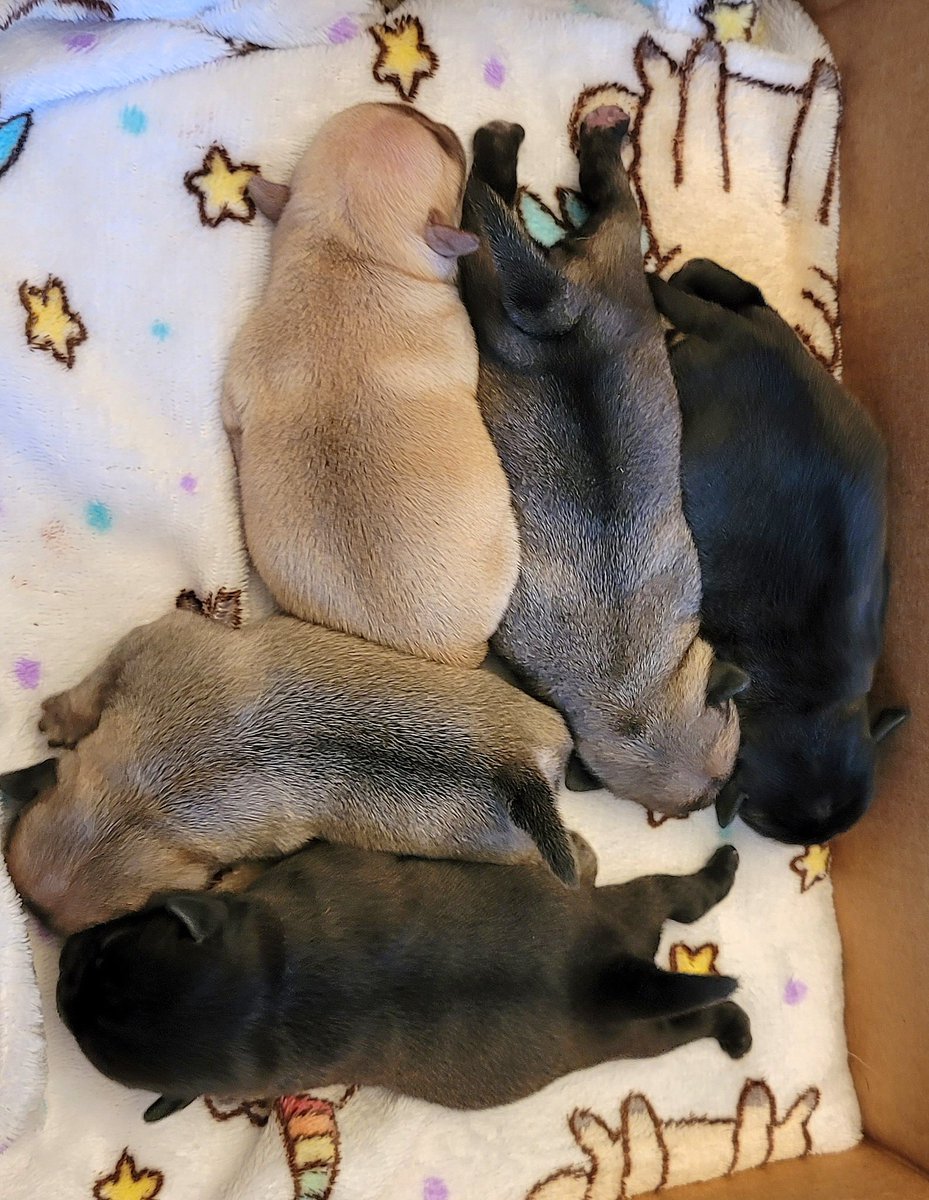 Friday night we lost the Merle boy and a block boy. Everyone else appears to be thriving. Should have a live feed up tomorrow!
#pug #pugs #pugpartyplusone