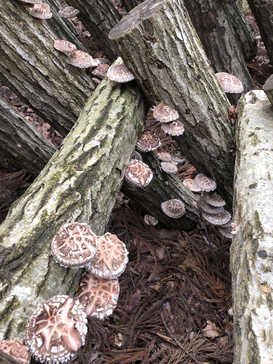 hiro_riddle's tweet photo. 【急募】
今年も採れ過ぎて困っております
最高級品種の原木椎茸です🍄
上田市近郊の方で今日の夕方〜夜にお届けしてもいいよって方!14時までにDMいただければ1kg¥2000(爆安)でお届けします!
直売所に出すの勿体無いクオリティなんです😭まだまだ採れます腰痛い😭
#信州上田原木椎茸栽培部
#Ctake https://t.co/v1B3fvru1O