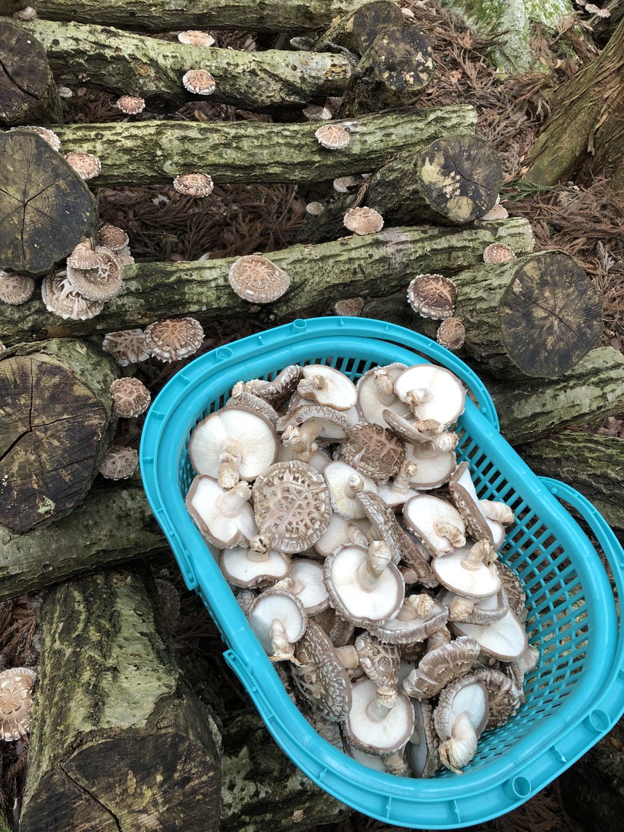 hiro_riddle's tweet photo. 【急募】
今年も採れ過ぎて困っております
最高級品種の原木椎茸です🍄
上田市近郊の方で今日の夕方〜夜にお届けしてもいいよって方!14時までにDMいただければ1kg¥2000(爆安)でお届けします!
直売所に出すの勿体無いクオリティなんです😭まだまだ採れます腰痛い😭
#信州上田原木椎茸栽培部
#Ctake https://t.co/v1B3fvru1O