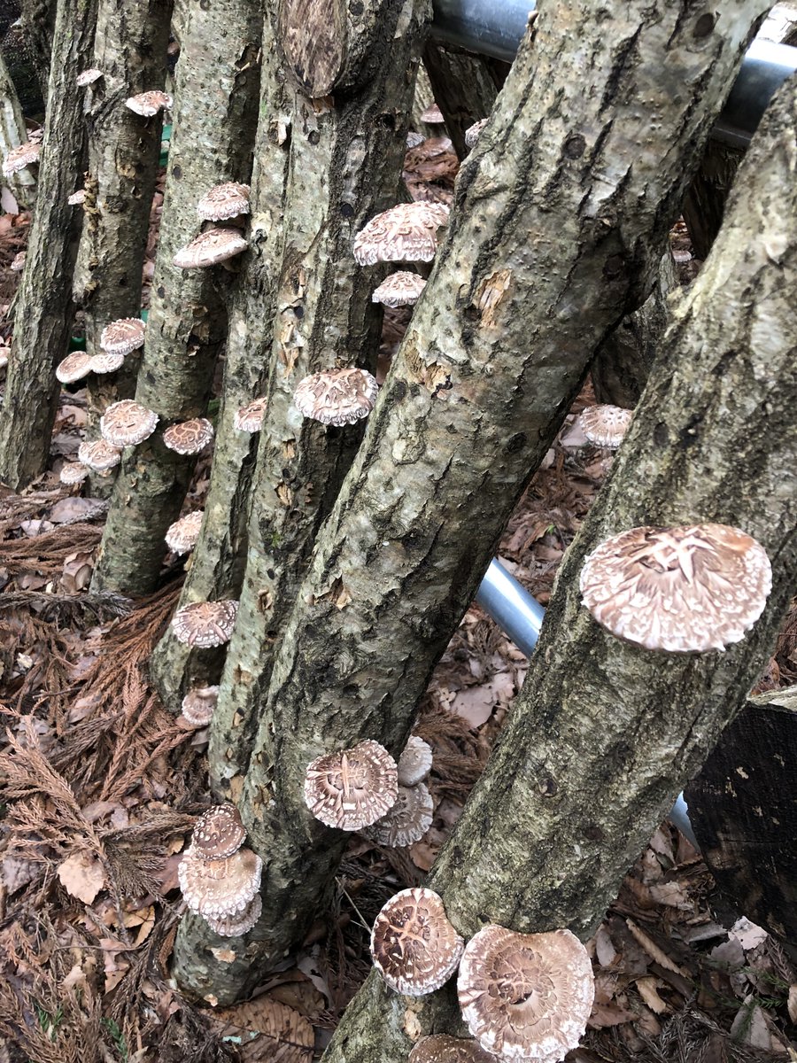 hiro_riddle's tweet photo. 【急募】
今年も採れ過ぎて困っております
最高級品種の原木椎茸です🍄
上田市近郊の方で今日の夕方〜夜にお届けしてもいいよって方!14時までにDMいただければ1kg¥2000(爆安)でお届けします!
直売所に出すの勿体無いクオリティなんです😭まだまだ採れます腰痛い😭
#信州上田原木椎茸栽培部
#Ctake https://t.co/v1B3fvru1O