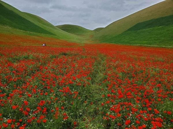 Faryab, Afghanistan 🌹🇦🇫