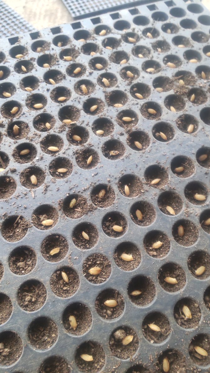 今年は稲のポット育苗も挑戦します😄 ピンセットで4000粒くらい撒きました。 雨がやんだら畑苗代にも種蒔きします。