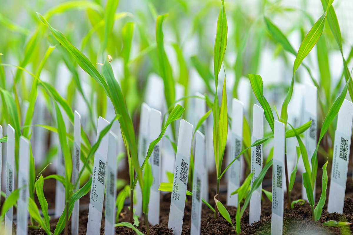 wimi_biotech's tweet image. WIMI boasts a robust experimental process mgmt system (LIMS) 🔬📈, ensuring every step is traceable &amp;amp; verifiable ✅. From plasmid construction to seed harvest.
#WIMItech 
#LIMSsystem 
#TransparentProcess