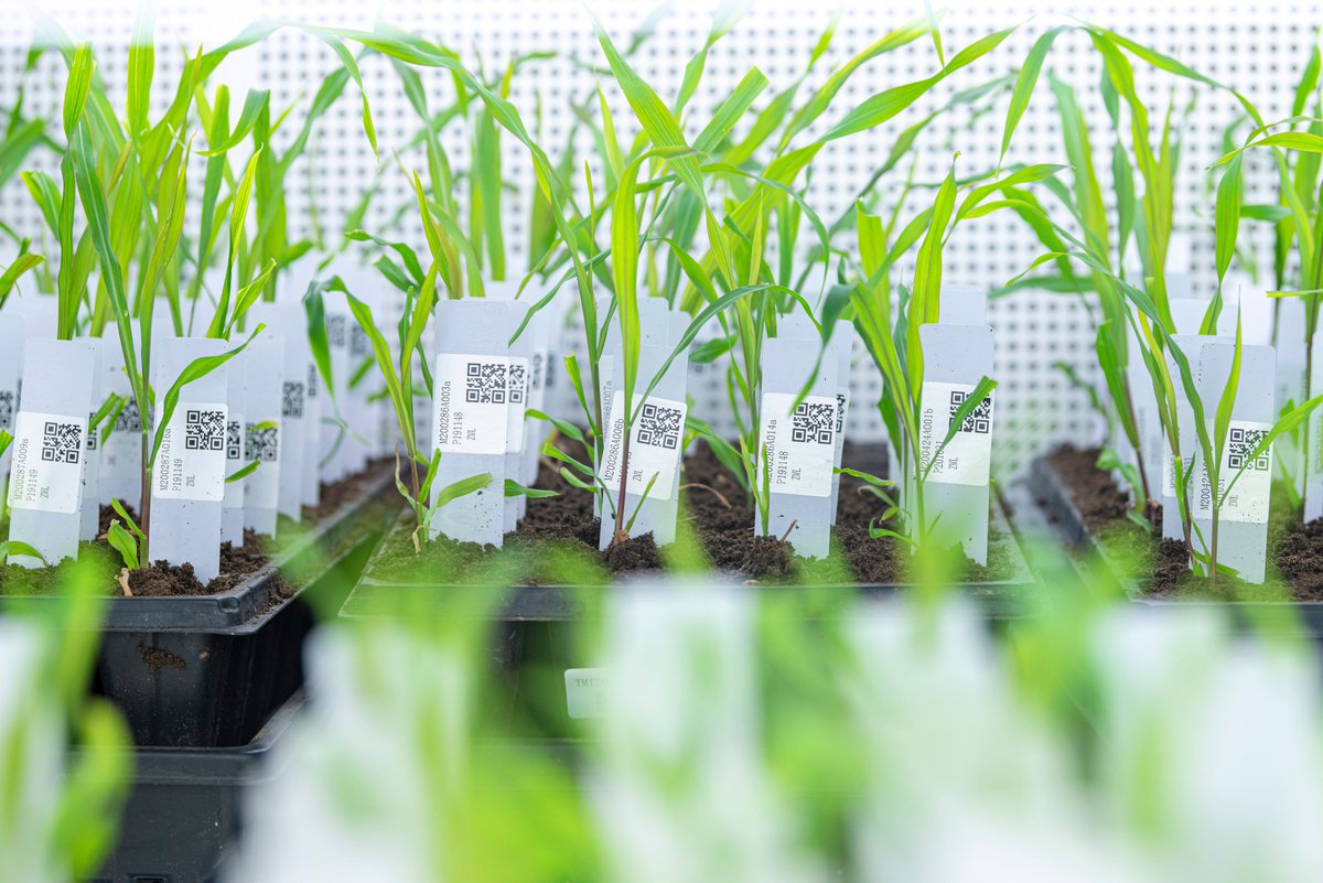 wimi_biotech's tweet image. WIMI boasts a robust experimental process mgmt system (LIMS) 🔬📈, ensuring every step is traceable &amp;amp; verifiable ✅. From plasmid construction to seed harvest.
#WIMItech 
#LIMSsystem 
#TransparentProcess