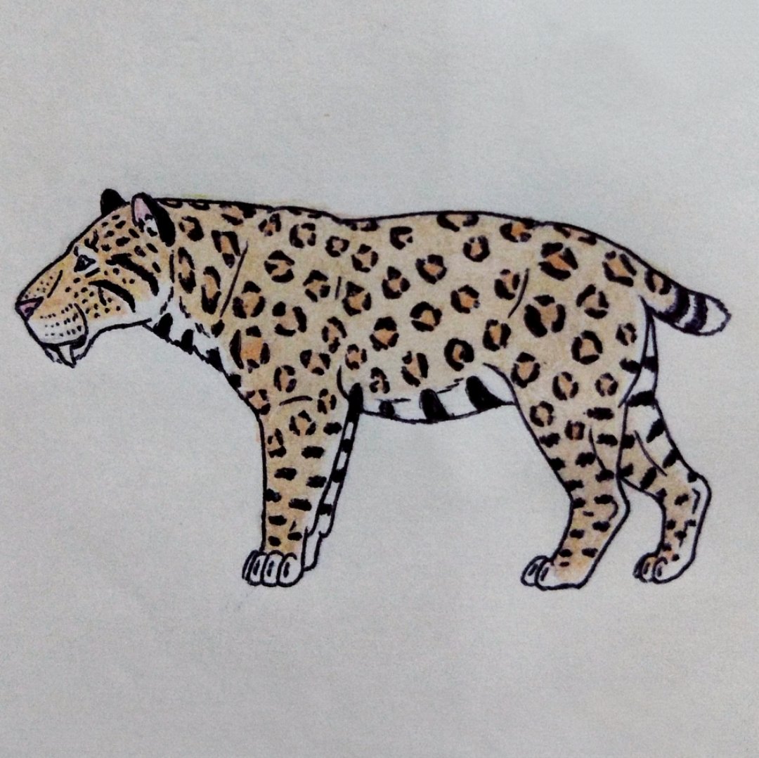 Smilodon fatalis

#paleoart 
#smilodon
#smilodonfatalis