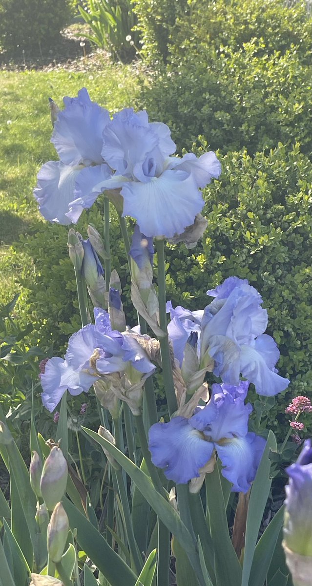 Yesterday’s Tulipalooza is today’s Iris-extravaganza Bowled over (figuratively not literally) by them today A smidgeon of their splendiferousness In gentle views and hues 😊