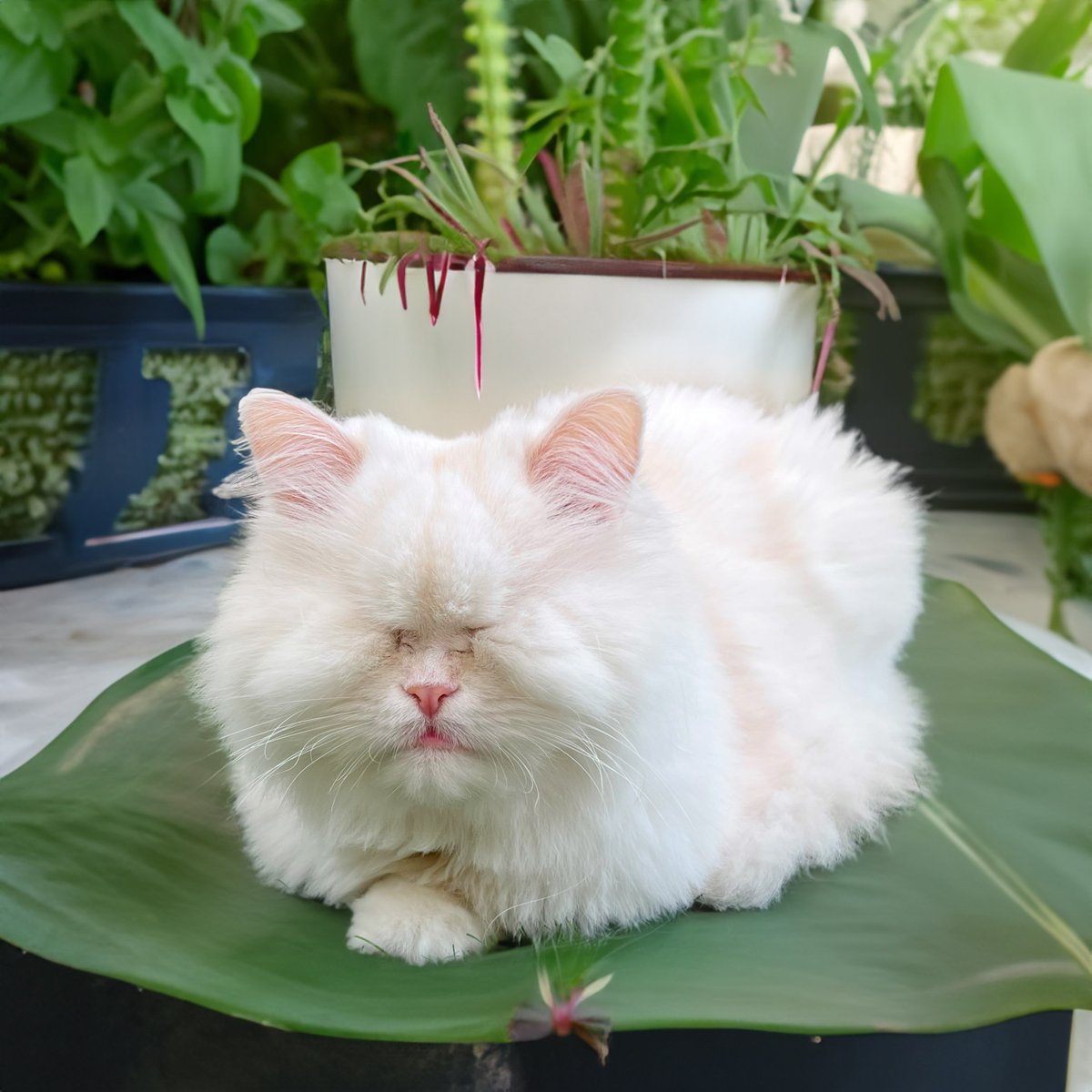 Happy loafy day!
Show me your kitty loaves!
xox

#cats #CatsOfX #kittyloafmonday