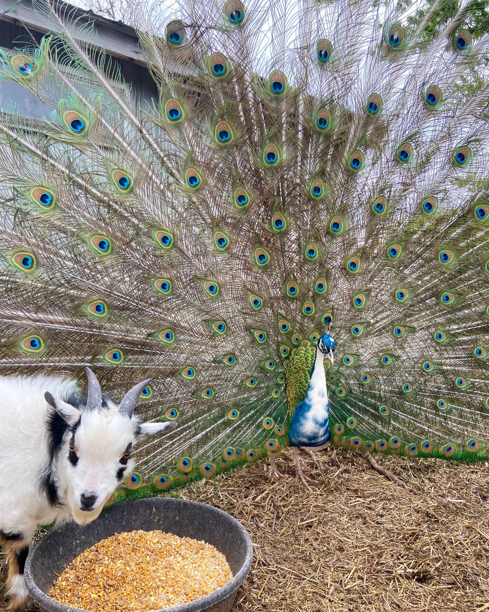When you’re busy trying to look cute but also you could go for a little snacky snack…