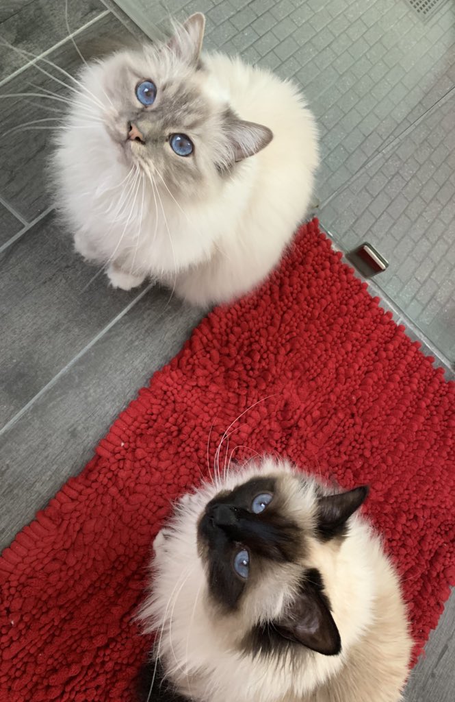#PostAFavPic4VioletApr24 Day 21 Starts with F. We are fastidious felines famously known for flaunting fantastic fluff but hope you feel to the bottom of your feets our Birman love fractal ♥️😘Ari & Cali💋♥️ #CatsOfX