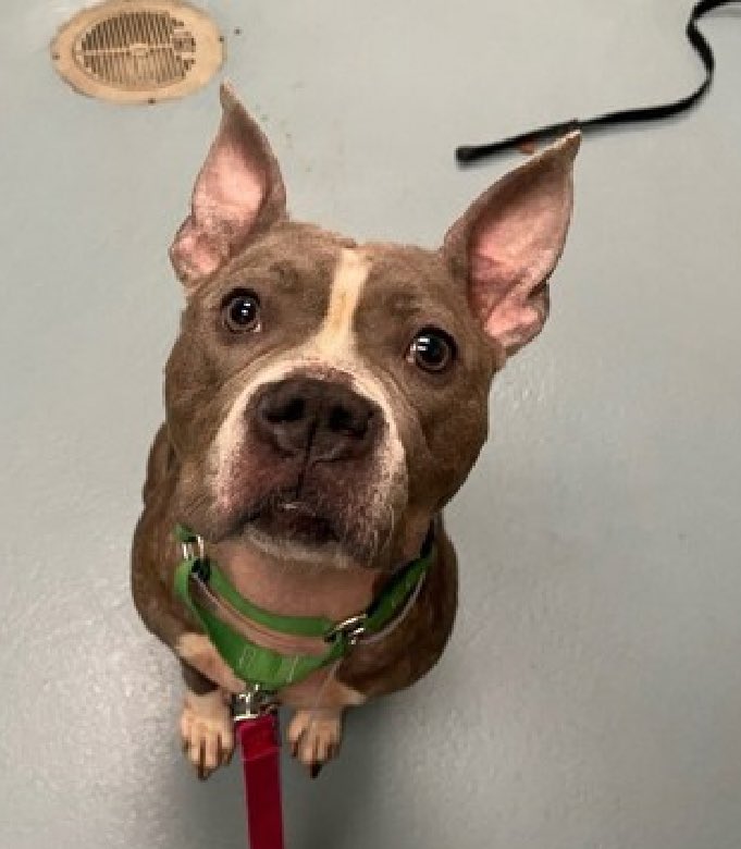 Found as a stray, Zia 196743 spent one week with her finder who said she was friendly, outgoing, and playful with strangers, kids and dogs. After arriving in NYCACC April 10, she's 'not acclimatized' to the pound and is at risk to lose her life Tuesday. Three years old and a