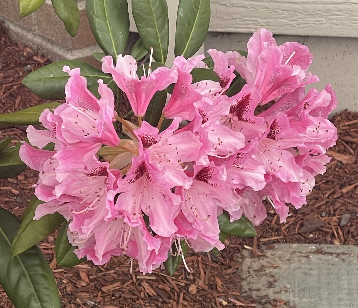 Japanese flowering cherry Flowering dogwood (our valley’s singlemost favored tree) Appropriately named fringe flower (strange creature) Rhododendron blossom (required, in every yard) Consider yourself drowned in pinkaliciousness Personally still staggered that it’s spring.