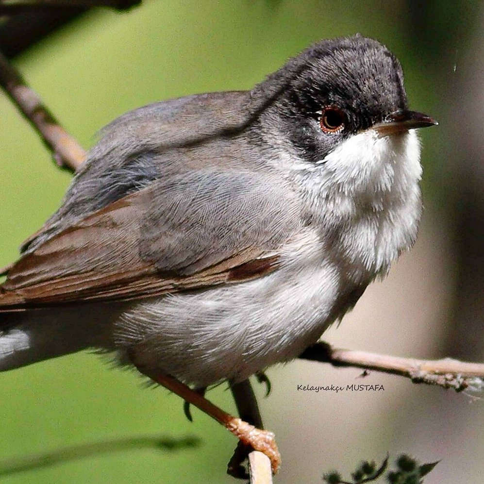 naturparkcafe's tweet photo. Geldi yine iki gözümün çiçeği 2024..😍😜💙
Kuşçu gözlemci Arkadaşlara duyurulur..!
#pembegögüslüötleğen #menetrieswarbler #naturparkcafe #birdpx #trakuş #citizenscience #vatandasbilimi #birdwacthing #birecik #anatolia #türkei https://t.co/jNu2PbW2Ay