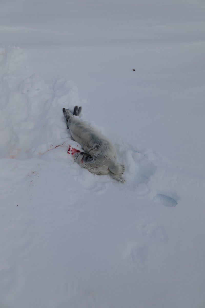 Bearded seal pup killed by a polar bear north of Churchill. Female bear was in very good condition and hadn't bothered to eat the pup & had just made a bed to snooze in beside it. A post-nap snack? Very young pup - umbilicus still fresh.