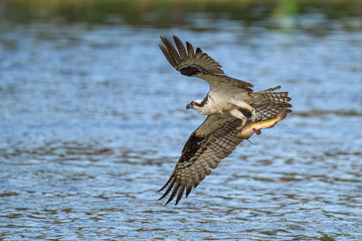 Osprey @CentralParkNYC Meer 4/20

#birdcpp @BirdCentralPark