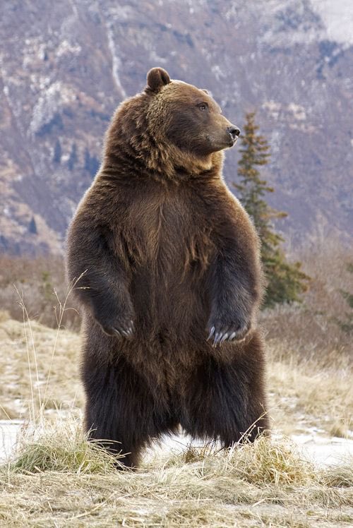 BearPosting's tweet photo. They are hurling thunderbolts at me tomorrow https://t.co/pdDRCVMEe4