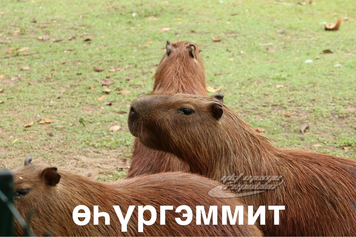 Якутская Мемная Республика (@yktmemerepublic) on Twitter photo 