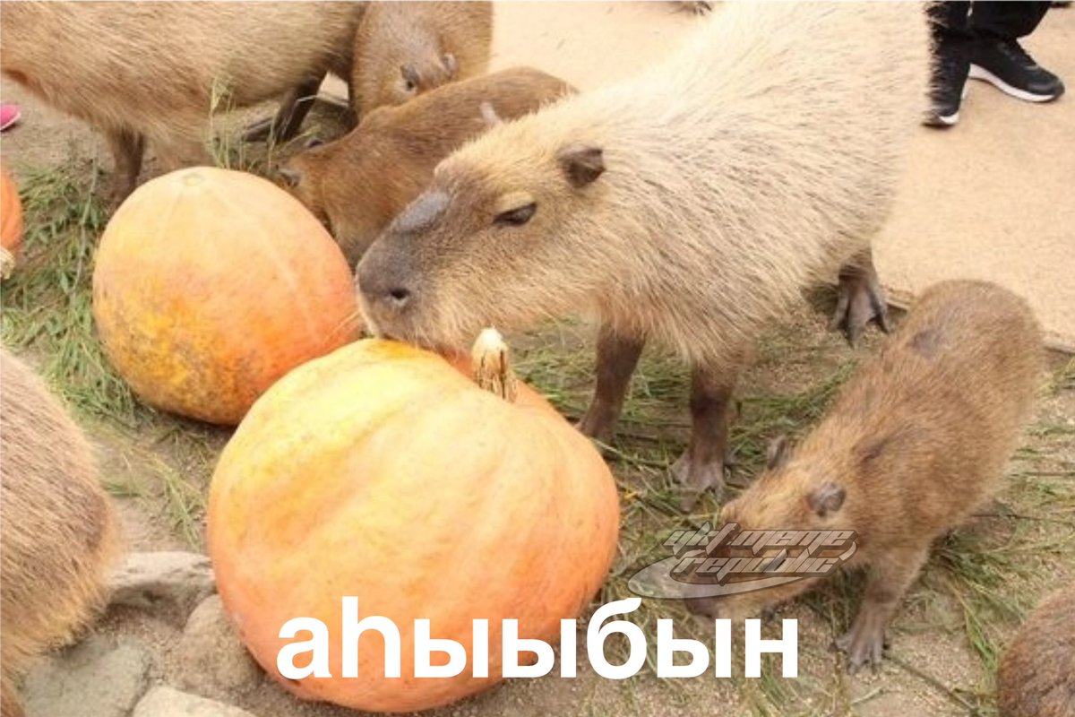 Якутская Мемная Республика tweet media