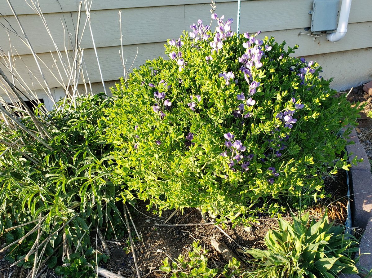 Wild Blue Indigo (Baptisia australis). The shrubby perennial returns! #WhatYouPlantMatters #GrowNative #pollinatorgarden #nativeplants #naturallandscape