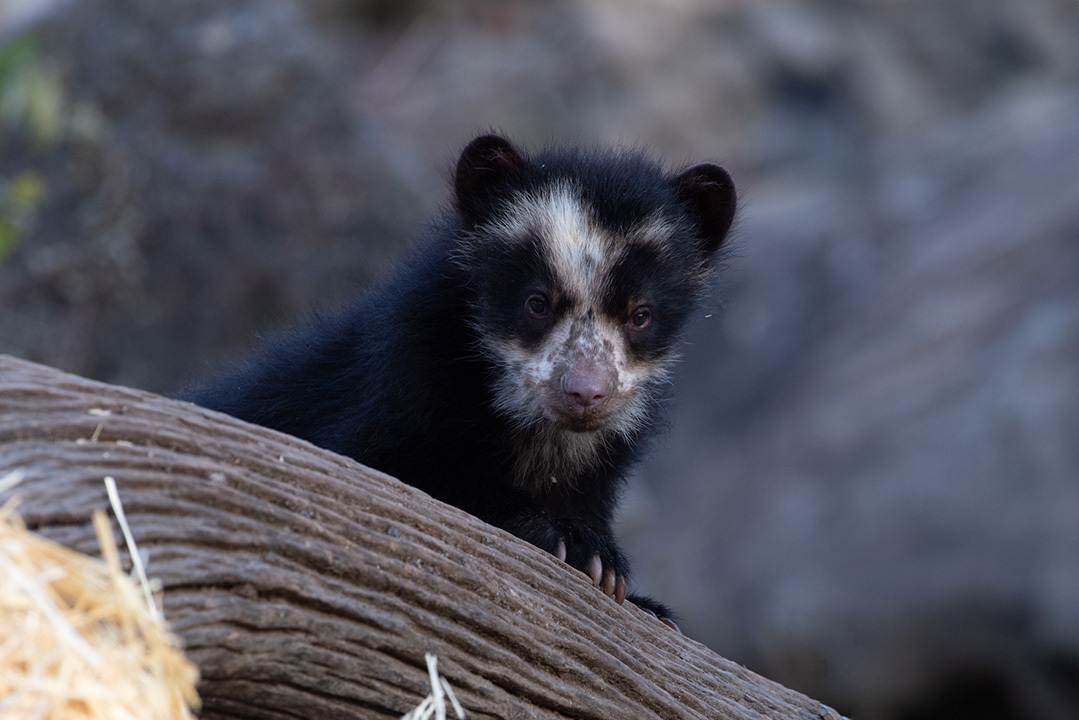 🐻 AZA’s Andean Bear #SSP and #SAFE Andean bear teams are currently laying the foundation for significant progress in both population #Sustainability and increased visibility around Andean bear #Conservation. Read more in Connect: bit.ly/3QbuOO2. #AndeanBears #Bears
