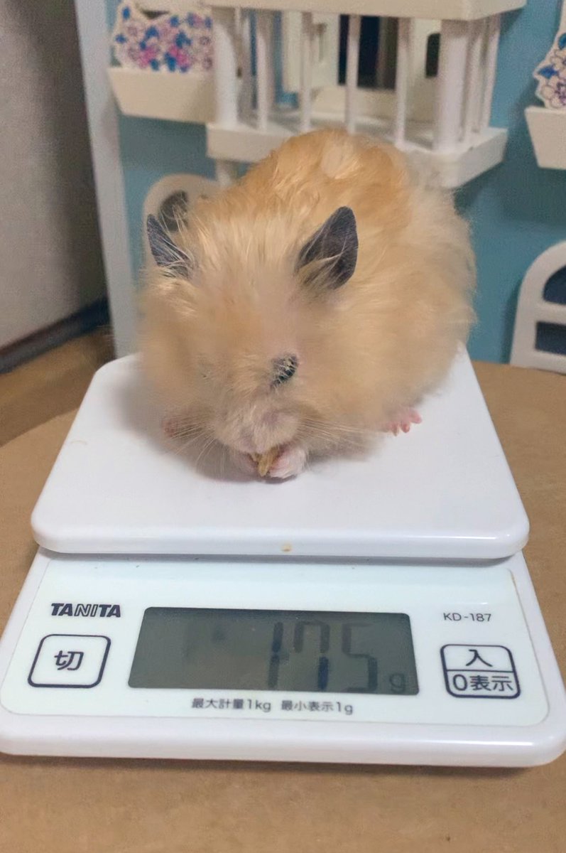 Toro_Poro_Chiro's tweet photo. ナッツ食べながら体重測定のチーちゃん🐹🥜

『このナッツ5gくらいでちゅからね！！』

#チロくん #ハムスター #ハムスターのいる暮らし https://t.co/biScFtQfyh
