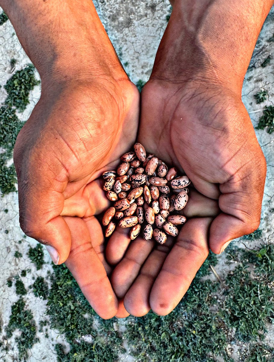 i FINALLY was able to add a local heirloom pinto bean variety to my seedbank after this morning’s ceremony. Kinda funny cuz as Diné, when we think of beans or Naa’ołí, we think of Pinto Beans, yet it took me forever to find a variety that was given from my Master Seedkeeper.