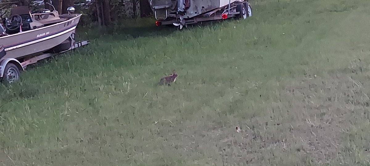 Finally, I took the rifle out and got a 5 1/2-in 3 shot group at 200 yds with Winchester 223 55gr. The other two holes are from imi m193. I still suck with a pistol my 15-yard Silhouette Target. A rabbit stopped by to say hi while I was packing up.