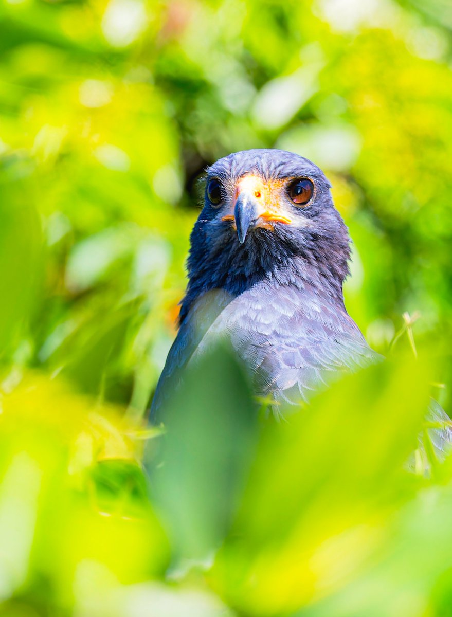 Vigilante /  Vigilant
El gavilán negro común (#Buteogallus anthracinus), familia #Accipitridae, Orden #Accipitriformes. 50-600@600mm 
#Guatemala #nature #naturaleza #wildlifephotography #naturephotography #Birds #hawk  #Ornitology  #Manglares  #LasLisas #Moyuta  #Jutiapa