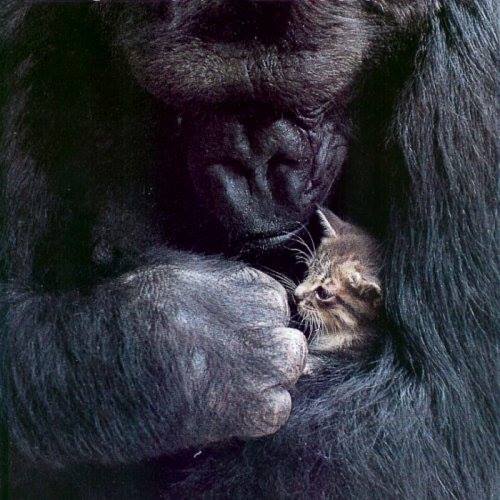 • Koko (1971-2018) lebte in der Gorilla Foundation im kalifornischen Woodside. Wissenschaftler der Stanford University hatten ihr über 1000 Zeichen der Gebärdensprache beigebracht. Auf die Frage: 'Was ist der Tod?' antwortete sie: Gemütlich – Höhle – Auf Wiedersehen.