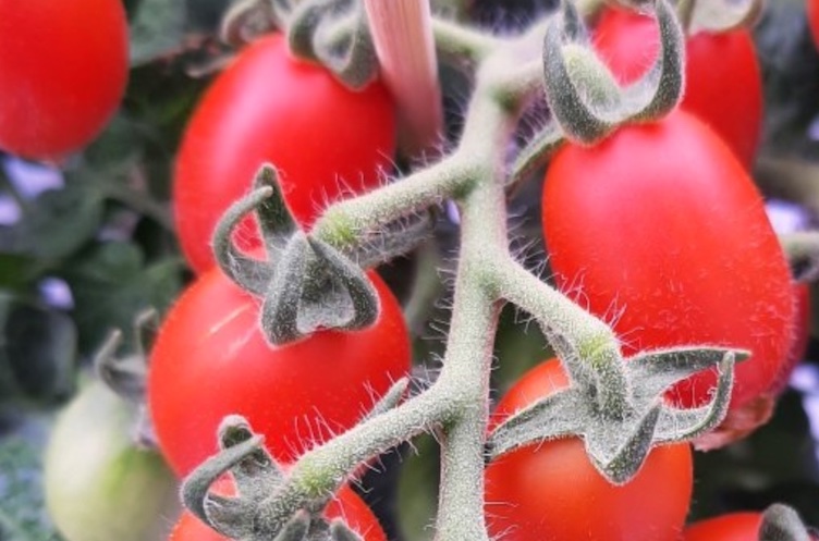 Wageningen University is challenging global teams to deliver sustainable vegetable production with AI. It’s the 4th Greenhouse Autonomous Challenge. This year’s focus is dwarf tomatoes. @WUR #greenhousegrown thegrower.org/news/wageninge…