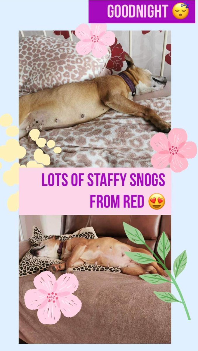 As you can see, Red is a girl who loves her sleep! She loves a sleepy Sunday to end her busy week of being super cute 🥰 Red isn’t quite ready for adoption just yet but you can check out her link here seniorstaffyclub.co.uk/adopt-a-staffy… ❤️ goodnight from all of our seniors & volunteers ❤️🐾
