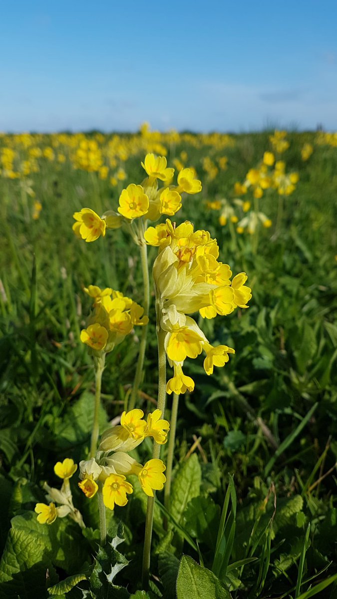 katysmith_20's tweet image. Short run this morning, round a local wildflower meadow for #wildflowerhour #cowslipchallenge

Millions!! 😮

#runningbotany #cowslips