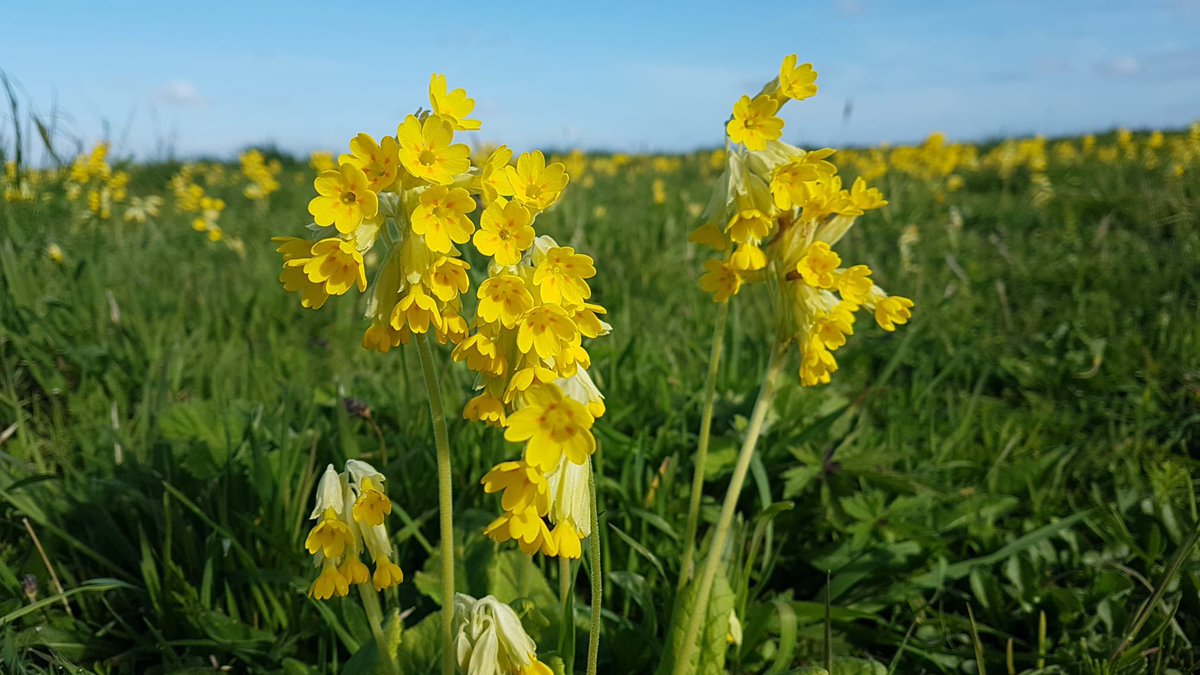 katysmith_20's tweet image. Short run this morning, round a local wildflower meadow for #wildflowerhour #cowslipchallenge

Millions!! 😮

#runningbotany #cowslips