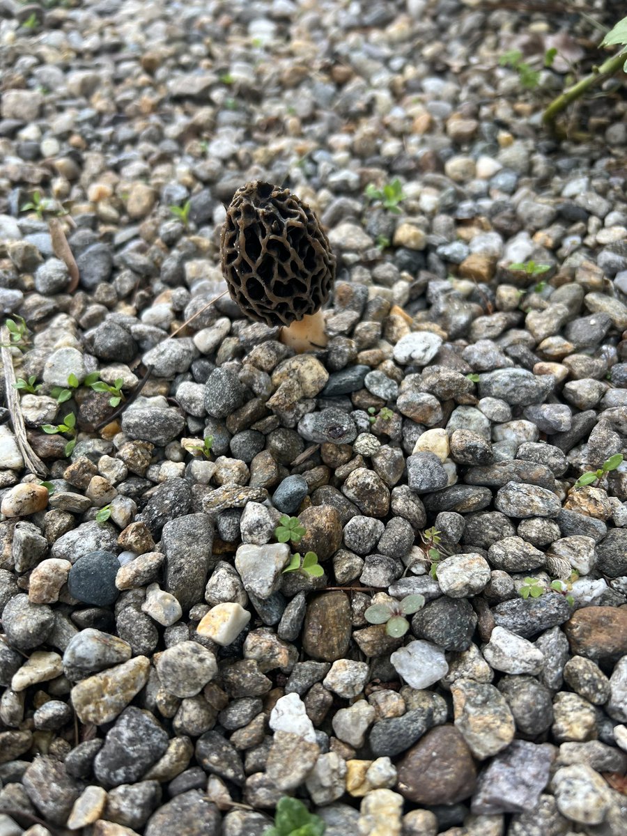 Dan Chiasson tweet media