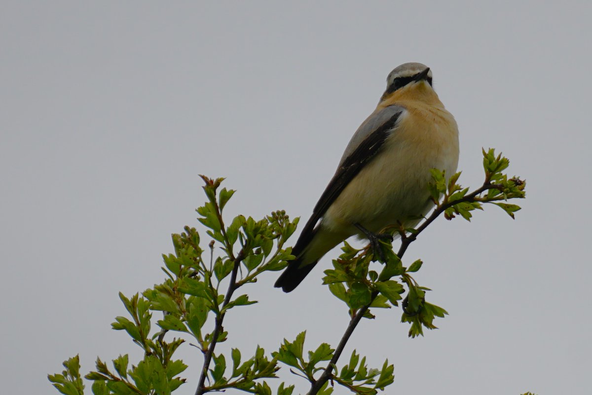 A male Wheatear briefly stopping off in @ArnsideSilverNL this afternoon. I also espied an early Garden Warbler and a Yellow Wagtail flying over.