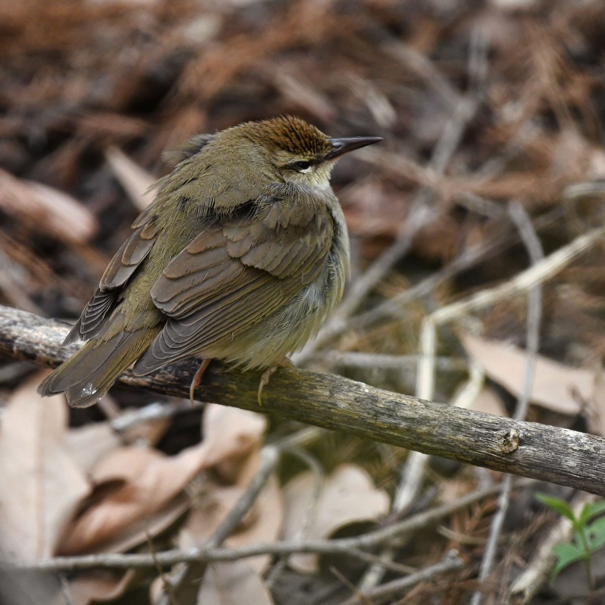 A singing, foraging, sometimes sleeping, off-track Swainson's Warbler at Brooklyn Bridge Park today.