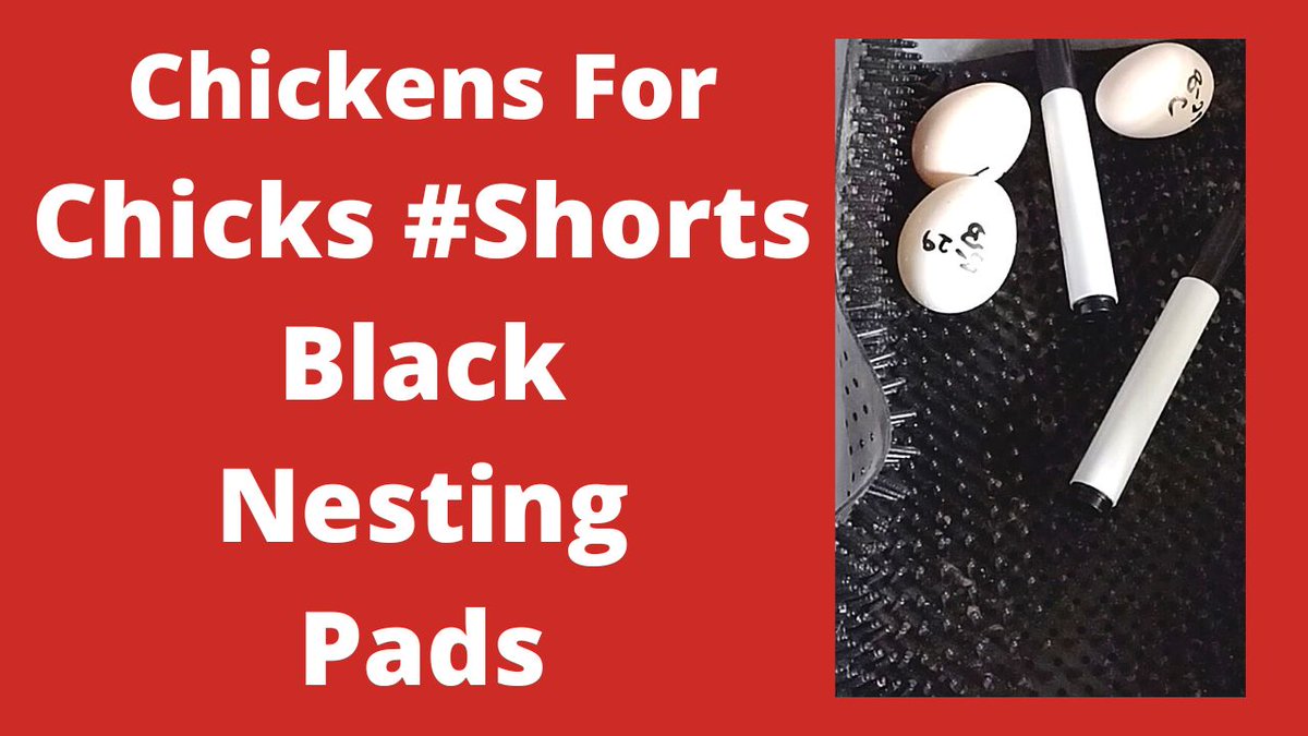 Black Nesting Pads Review #Shorts
i.mtr.cool/eosdelzzlf
#nestingpads #chickens #backyardchickens