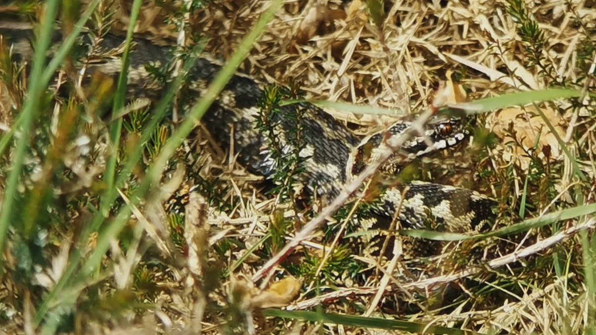 It took a while to find an Adder today but in the warmest spot on the heath, we eventually discovered a single snake in a dry gorse thicket. Still a total buzz to see these gorgeous creatures & an absolute privilege too...
