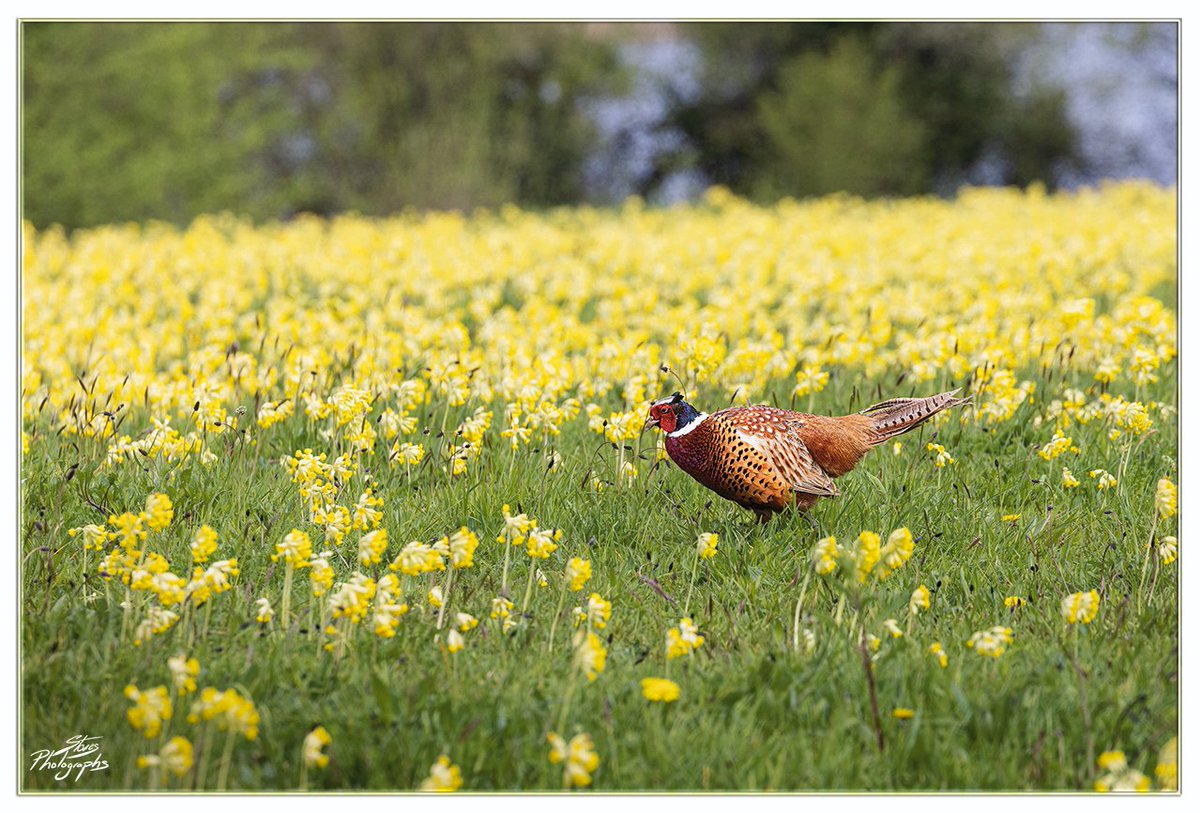 That looks like a 'Pheasant' walk amongst the cowslips. Don't think I've ever seen so many of these wonderful spring flowers. @YorksWildlife #Staveley #ShareMondays2024 #FSPrintMonday #WexMondays @Natures_Voice #BirdsSeenIn2024 #Nature #Wildlife #BBCWildlifePOTD #Landscape