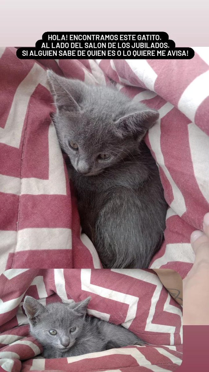 guevarrr's tweet photo. Quien quiere un gatito? 🙆🏻‍♂️ https://t.co/b1NALVuNy6