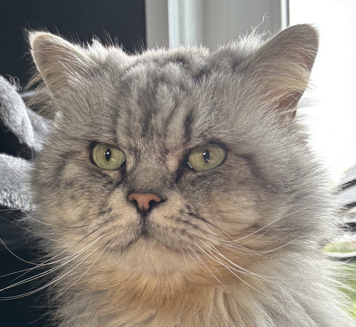 Joy Stempher tweet media