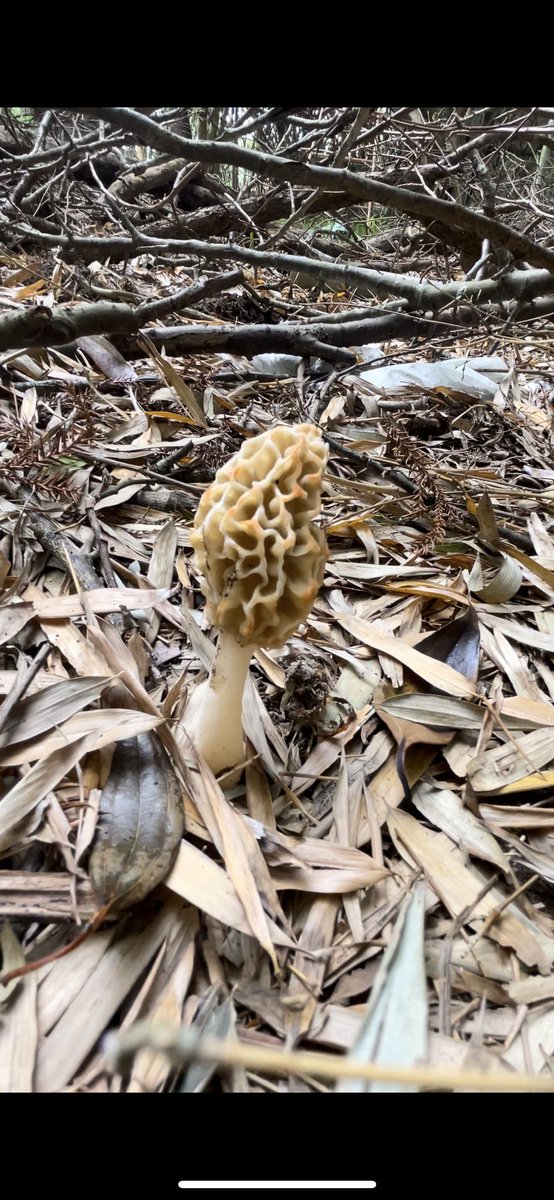 peeing33's tweet photo. 珍しいきのこを発見🍄‍🟫

見た目は毒キノコっぽいね https://t.co/oaFleDjBMJ