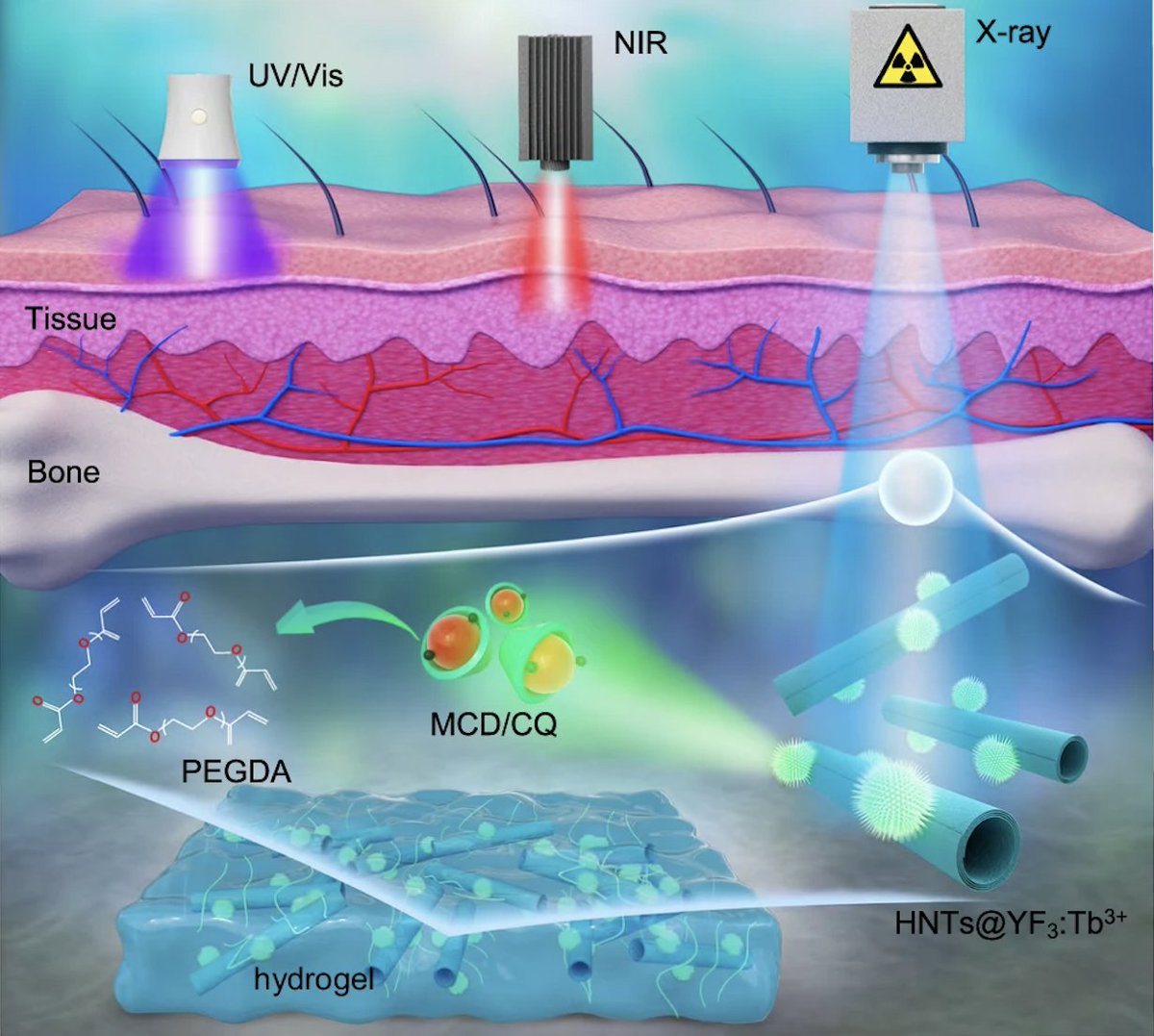 #newscience alert! X-Rays can facilitate the formation of hydrogels INSIDE bones deep within tissue (this is something that could not be done using other types of light stimulation!!) @ganghan_umms @naturecomms pubmed.ncbi.nlm.nih.gov/38622169/