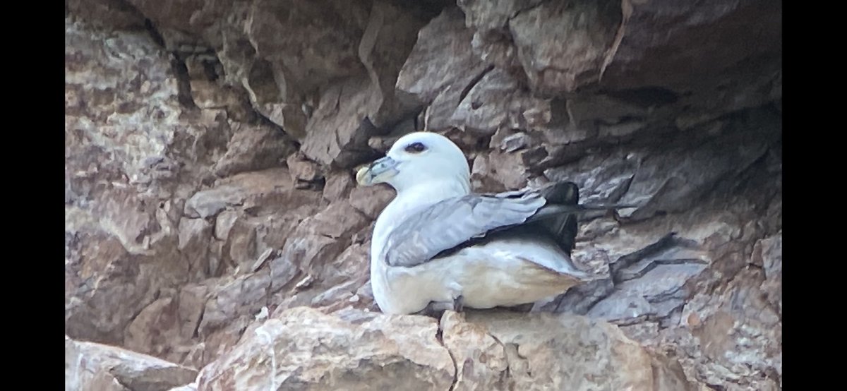 Fulmars on the Little Orme Conwy today.